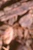 Asarum shuttleworthii, leaves