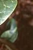 Asarum shuttleworthii, leaves