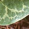 Asarum shuttleworthii, leaves