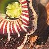 Asarum speciosum 'Woodlander's Select', flowers