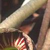 Asarum speciosum 'Woodlander's Select', flowers