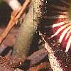 Asarum speciosum 'Woodlander's Select', flowers