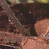 Asarum speciosum 'Woodlander's Select', flowers