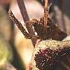 Asarum speciosum 'Woodlander's Select', flowers
