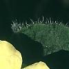 Saruma henryi, flowers