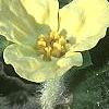 Saruma henryi, flowers