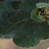 Saruma henryi, flowers