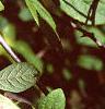 Eleutherococcus divaricatus, leaves