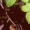 Eleutherococcus divaricatus, leaves