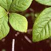 Eleutherococcus divaricatus, leaves