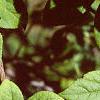 Eleutherococcus divaricatus, leaves