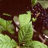 Eleutherococcus divaricatus, leaves