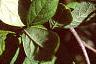 Eleutherococcus divaricatus, leaves