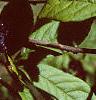Eleutherococcus divaricatus, leaves