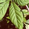 Eleutherococcus divaricatus, leaves