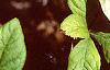 Eleutherococcus divaricatus, leaves