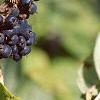 Eleutherococcus divaricatus, fruit