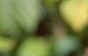 Eleutherococcus divaricatus, fruit