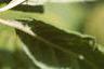 Eleutherococcus divaricatus, fruit