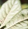 Eleutherococcus divaricatus, fruit