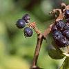 Eleutherococcus divaricatus, fruit