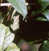 Eleutherococcus henryi, leaves