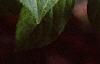 Eleutherococcus henryi, leaves