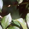 Eleutherococcus henryi, leaves