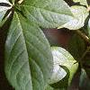 Eleutherococcus henryi, leaves