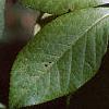 Eleutherococcus henryi, leaves