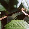 Eleutherococcus henryi, leaves
