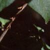 Eleutherococcus henryi, leaves