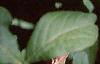 Eleutherococcus henryi, leaves