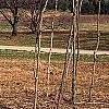 Aralia spinosa, habit
