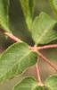 Aralia spinosa, leaves