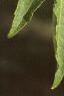 Aralia spinosa, leaves