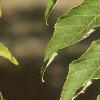 Aralia spinosa, leaves