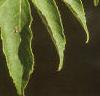 Aralia spinosa, leaves