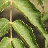 Aralia spinosa, leaves