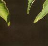 Aralia spinosa, leaves