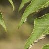 Aralia spinosa, leaves
