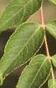 Aralia spinosa, leaves