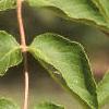 Aralia spinosa, leaves