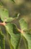 Aralia spinosa, leaves
