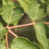 Aralia spinosa, leaves