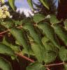Aralia spinosa, flowers