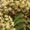 Aralia spinosa, flowers