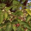 Aralia spinosa, flowers