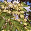 Aralia spinosa, flowers