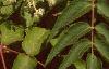 Aralia spinosa, flowers
